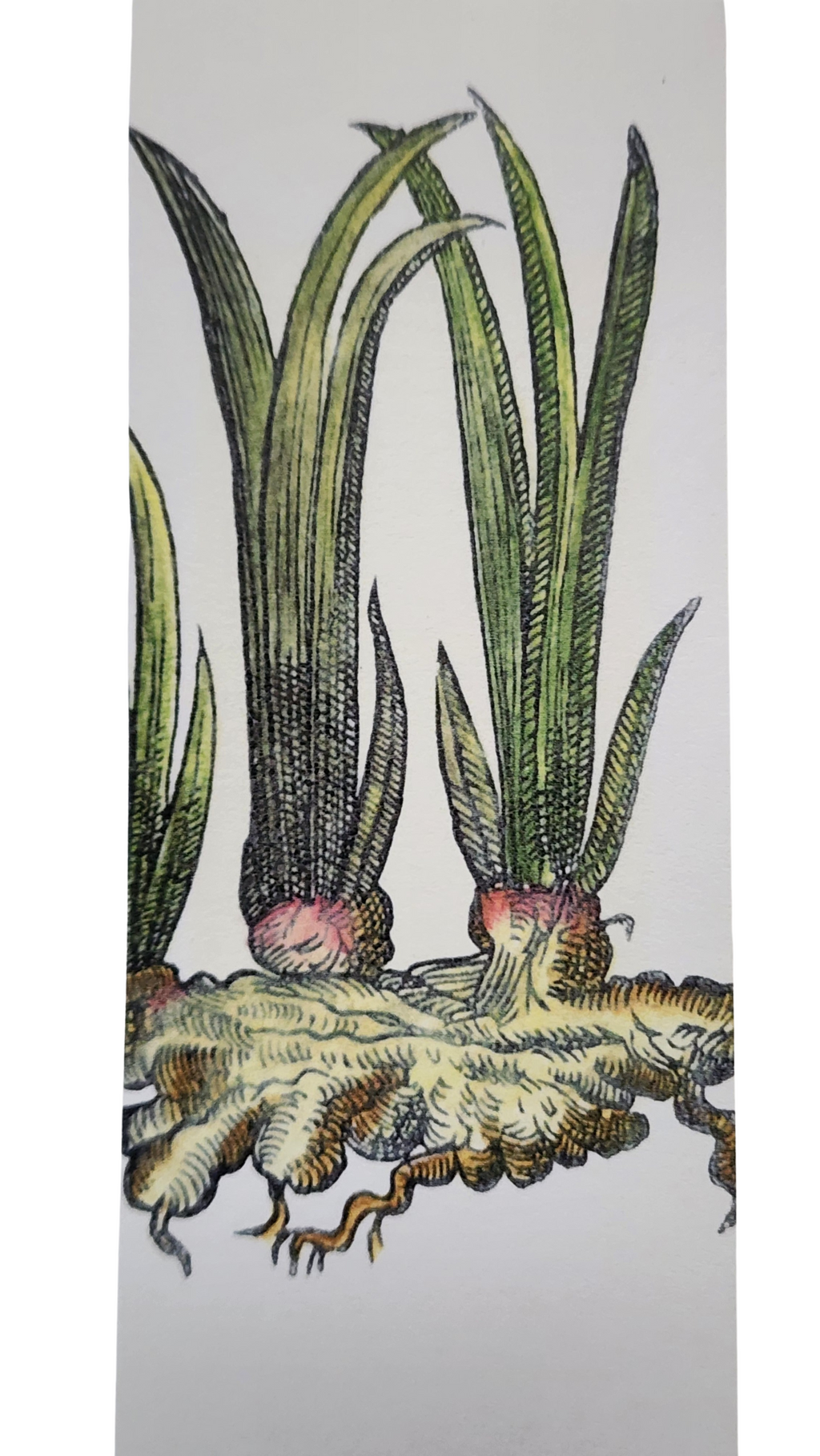 Biblioscents Ginger Scented Bookmark by Natural Perfumer Mandy Aftel of Aftelier Perfumes