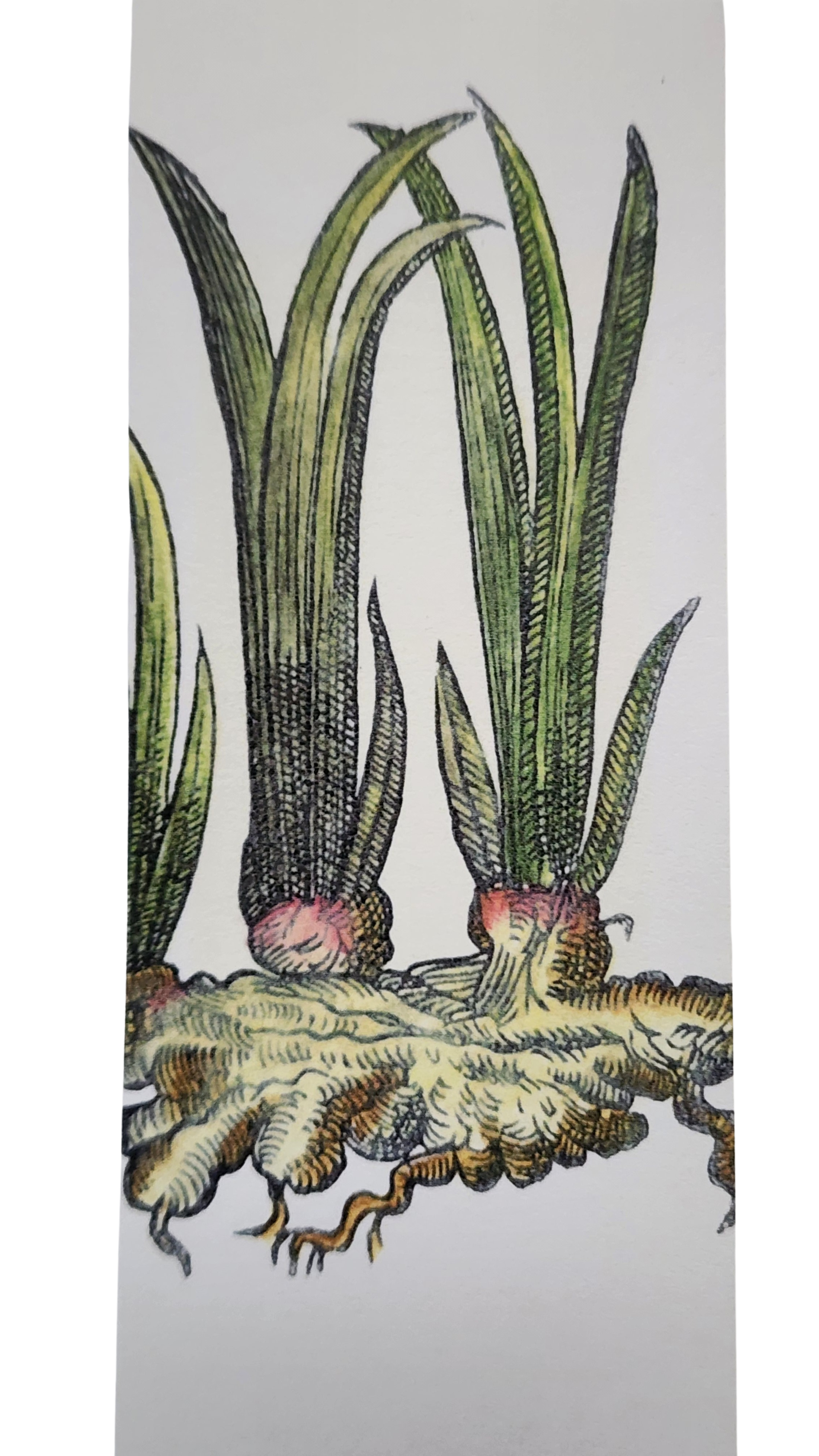 Biblioscents Ginger Scented Bookmark by Natural Perfumer Mandy Aftel of Aftelier Perfumes