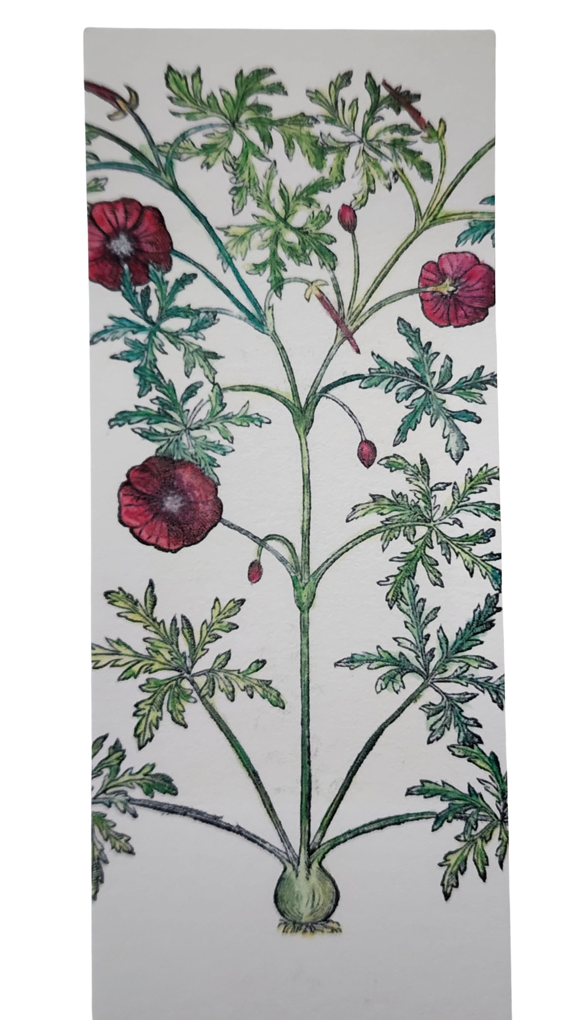 Biblioscents Geranium Scented Bookmark by Natural Perfumer Mandy Aftel of Aftelier Perfumes