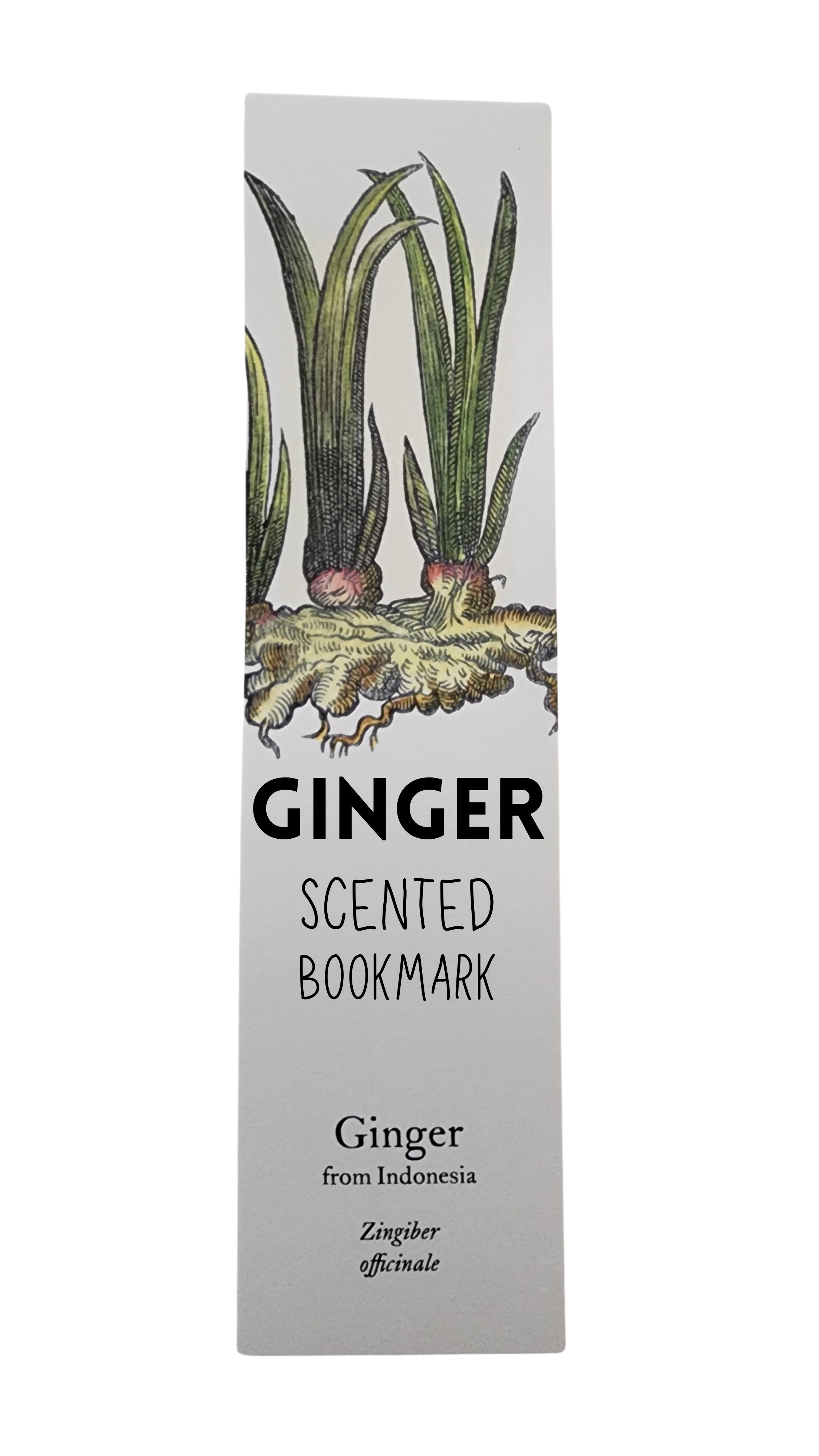 Biblioscents Ginger Scented Bookmark by Natural Perfumer Mandy Aftel of Aftelier Perfumes